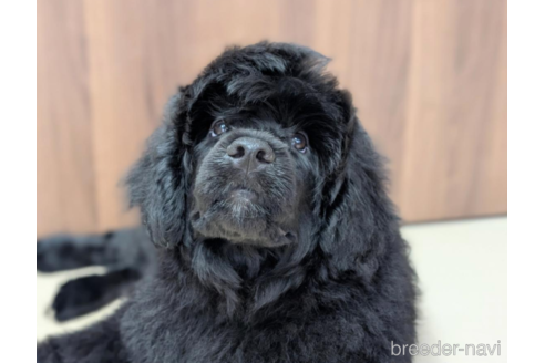 成約済の東京都のその他の犬種-348141の12枚目